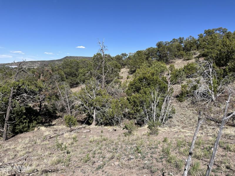 Online Land Auction