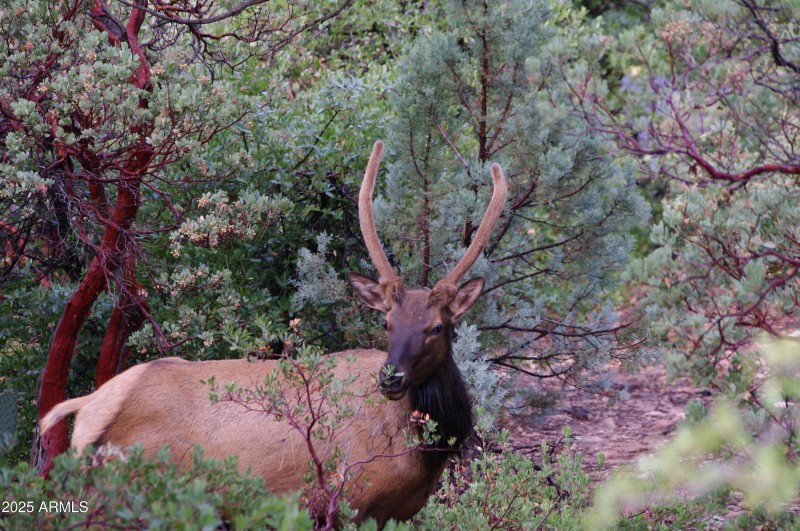 ElkMale2