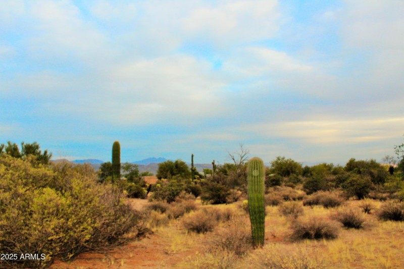 Natural Desert