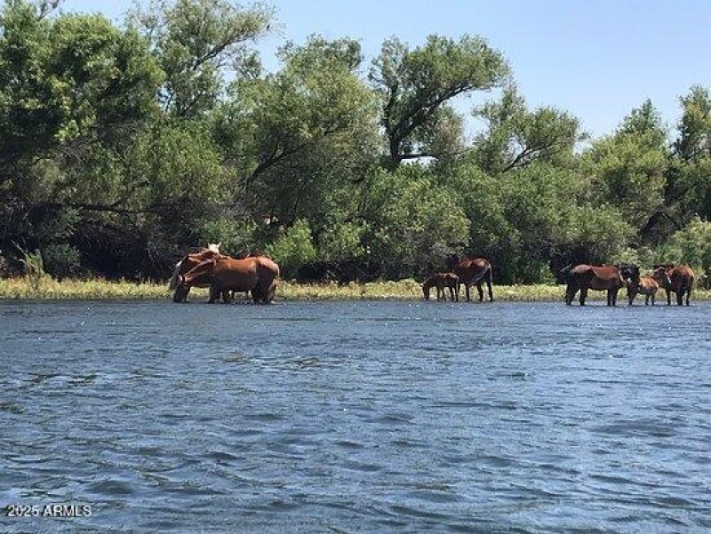Salt River