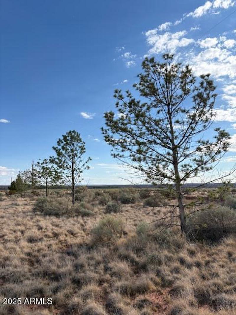10 Pinon Pines