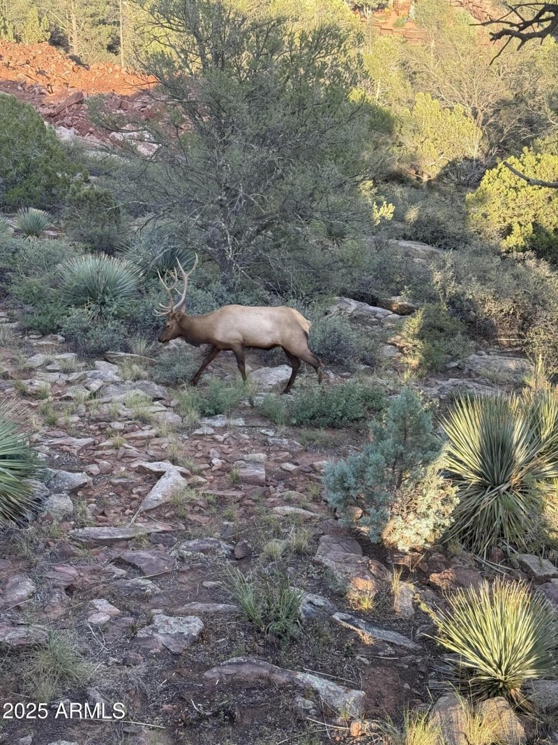 Elk picture taken from the deck