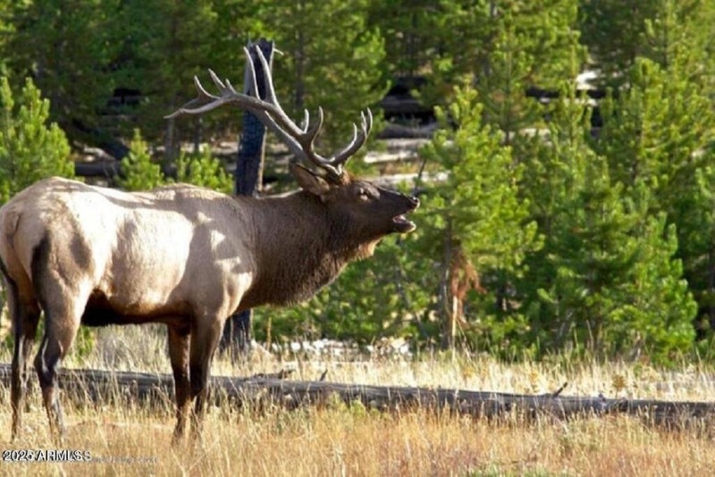 Wild elk in your neighborhood