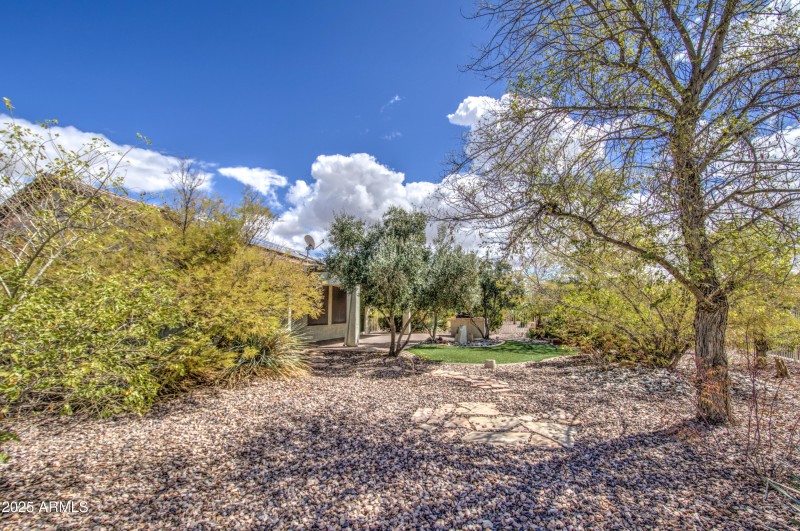 Back yard