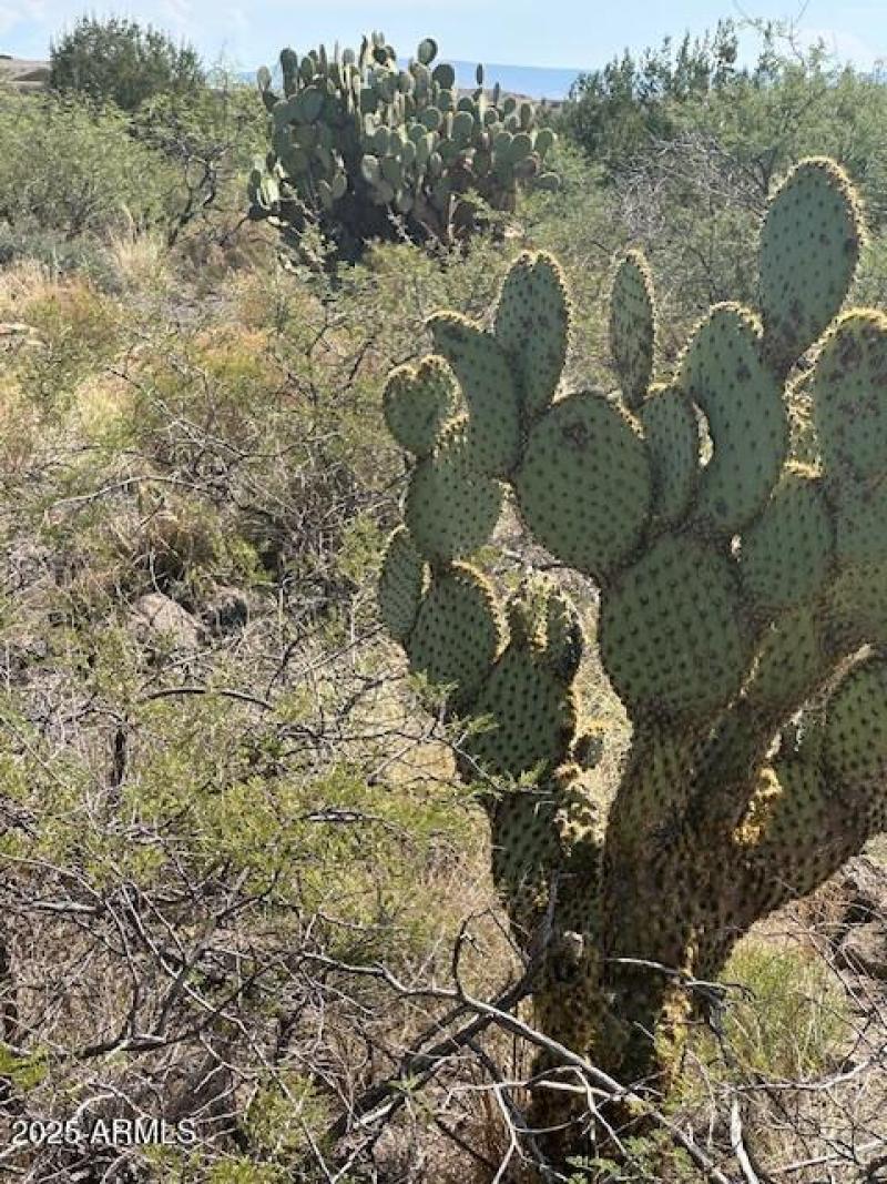 Native Vegetation