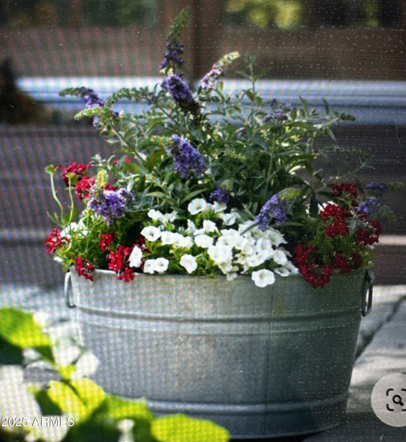 SUMMER FLOWERS