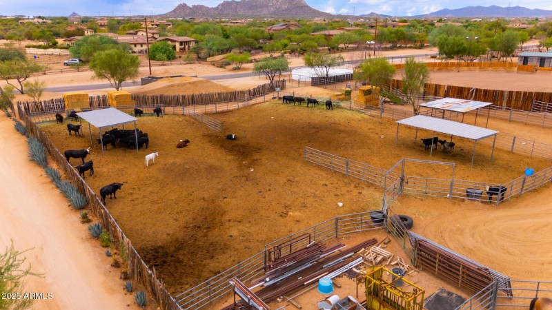 Cow Pens