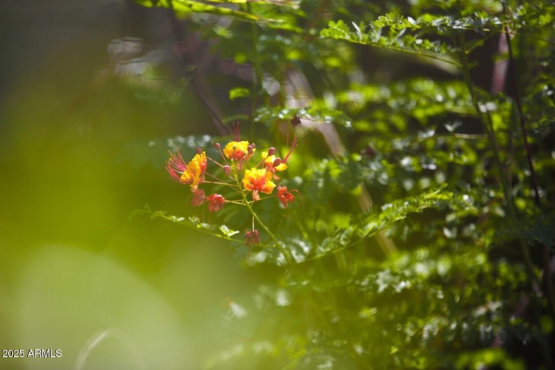 thumbnail_Palo Brea Lane (6)