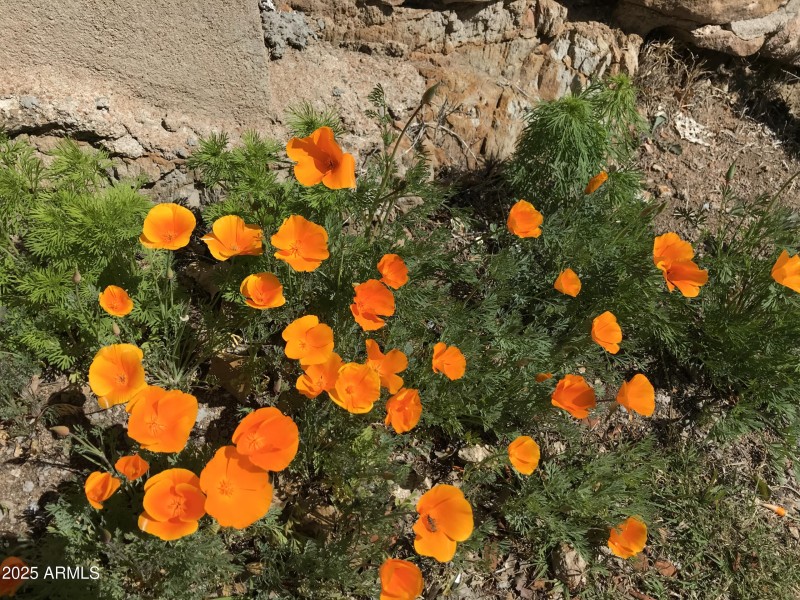 22-Poppies-scaled