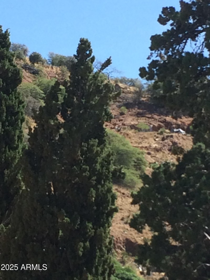 Trees-View-scaled