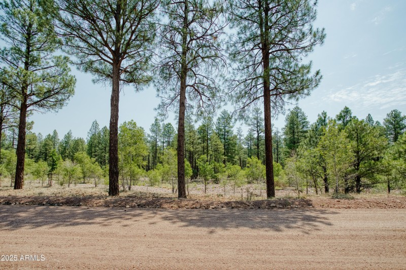 Forest Views from Your Front Door