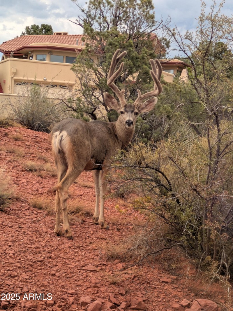 Mule Deer