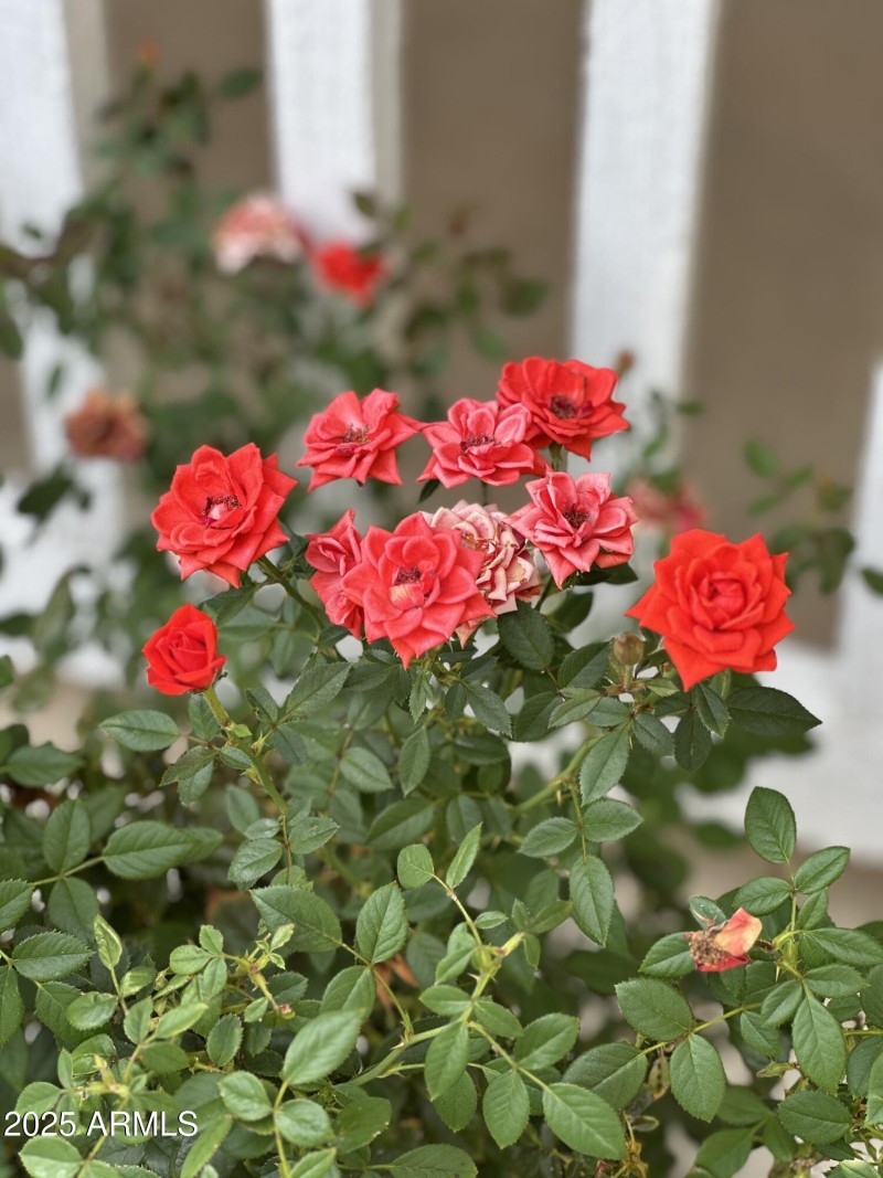 rose bushes