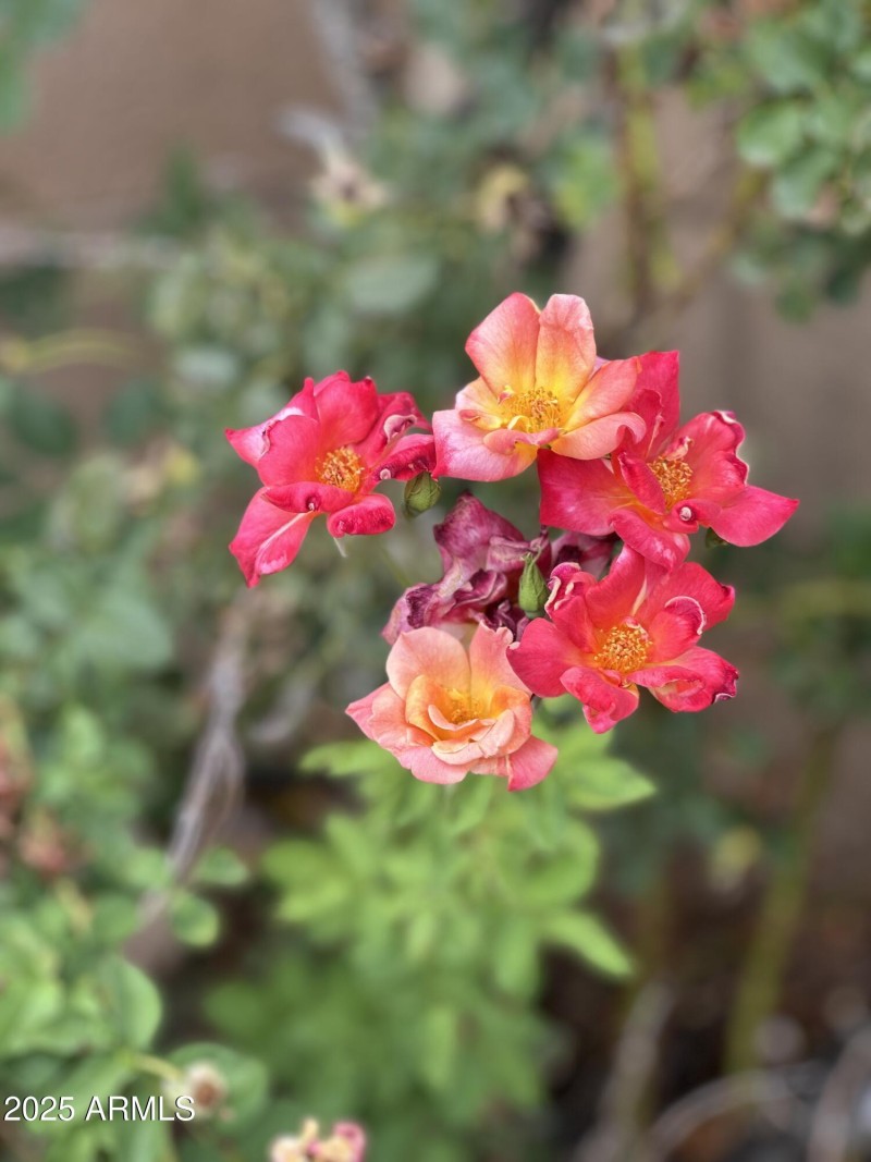 established rose bushes