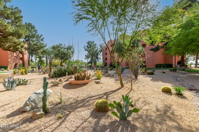 Peaceful Cactus Garden