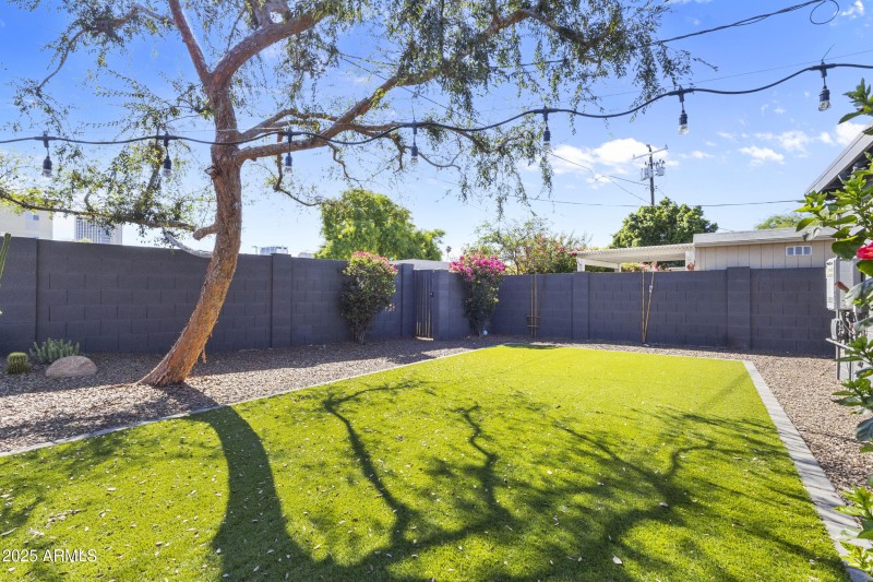 Backyard 3