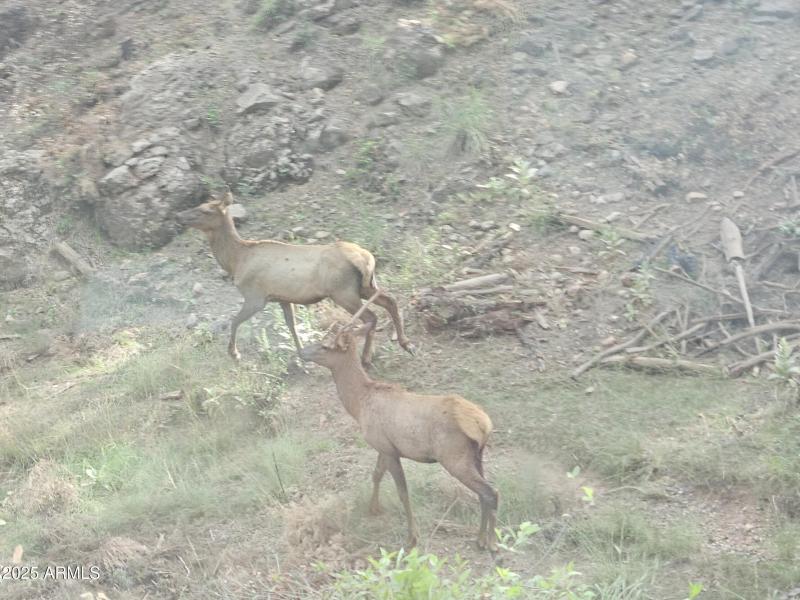 elk