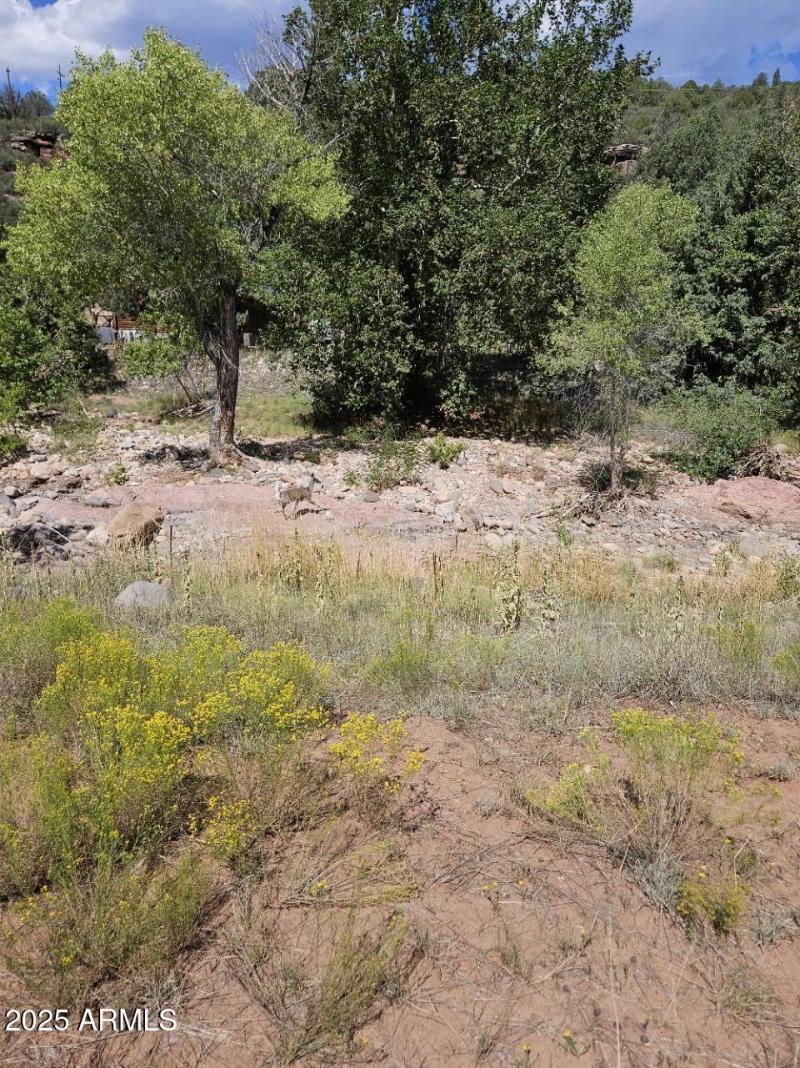 creek deer