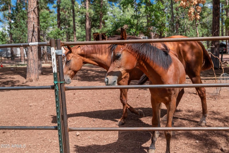 HORSES NOT INCLUDED