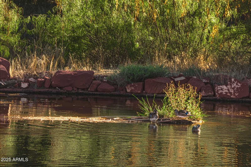 11 DUCK POND