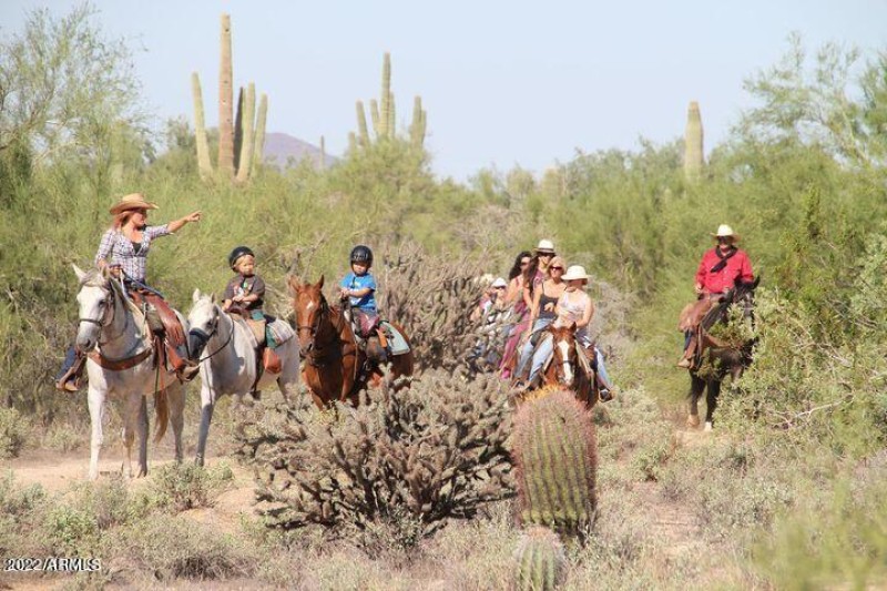 Fountain Hills horses