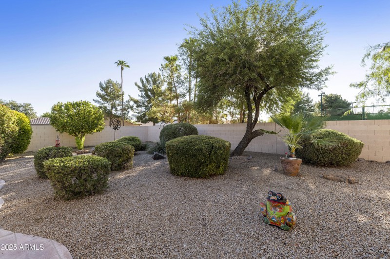 Back yard
