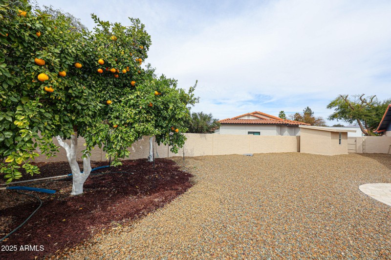 Mature Fruit Trees