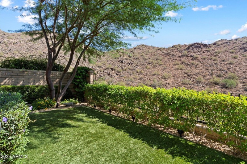 Back Yard