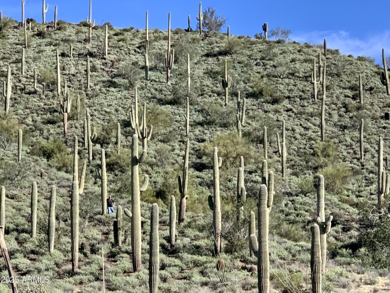 Saguaro Forest