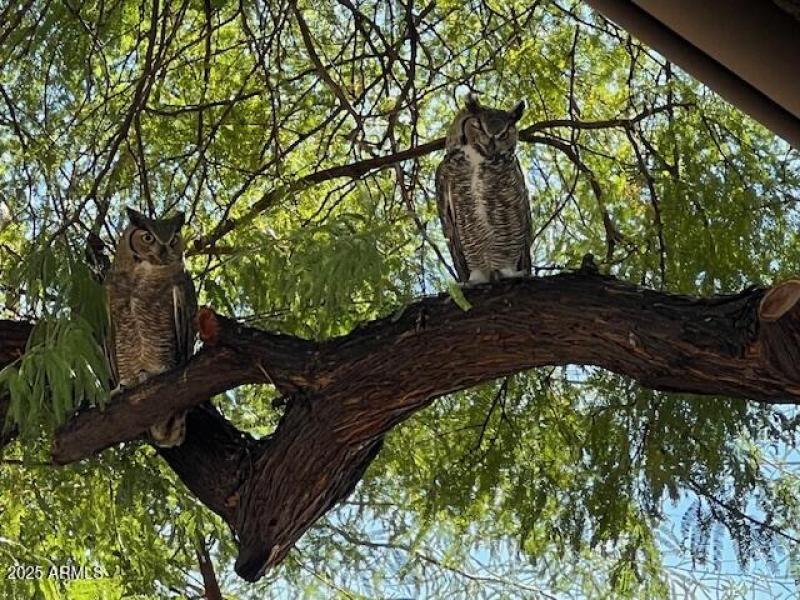 Barron House-Owls