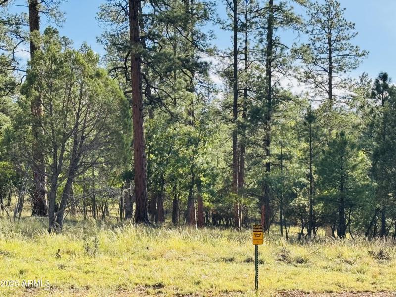 backs natl forest