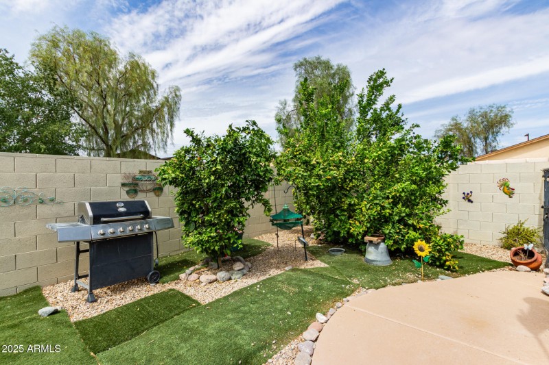 Mature Citrus Trees