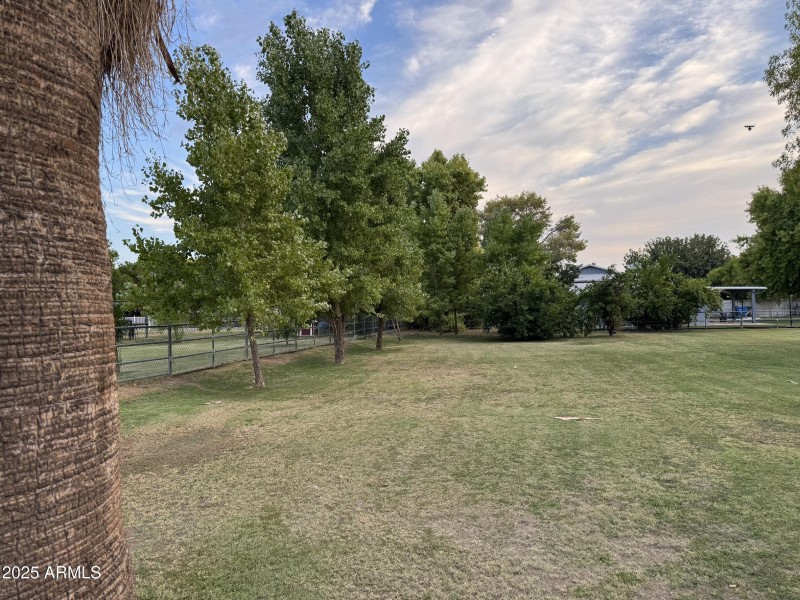 Backyard