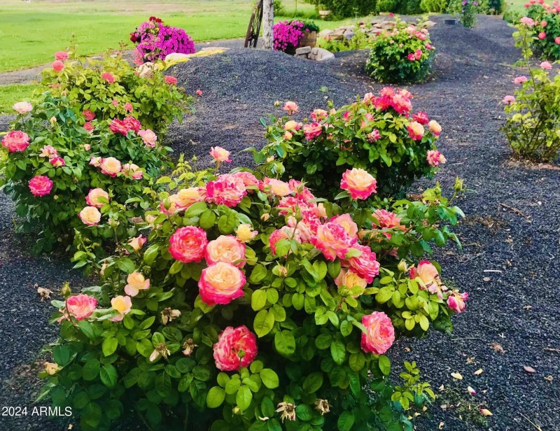 pink flowers
