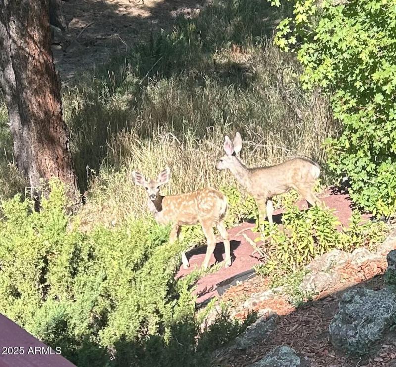 Crescent Fawns