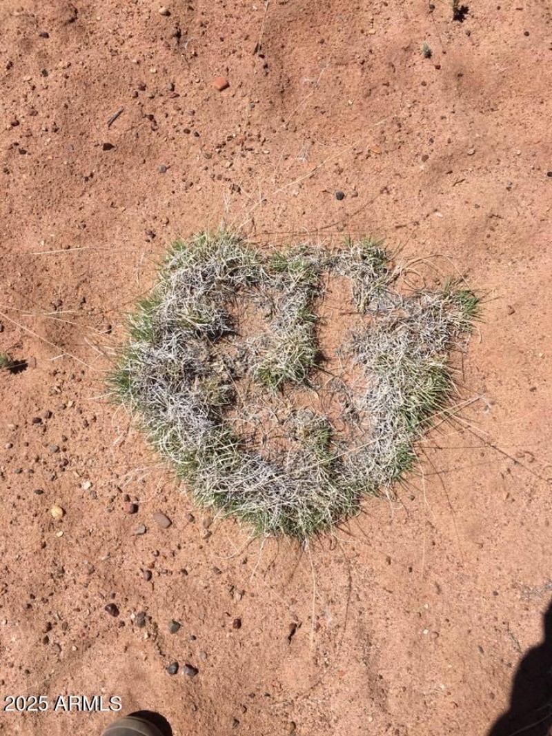 Cactus Heart