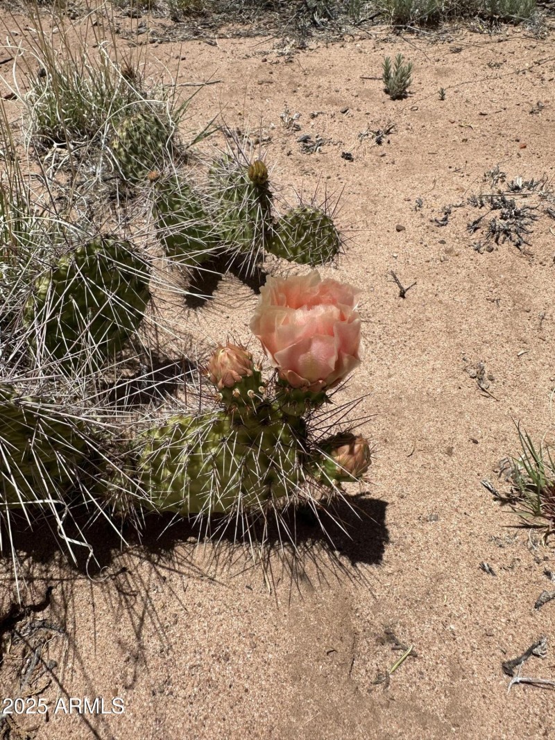 Cactus Flower