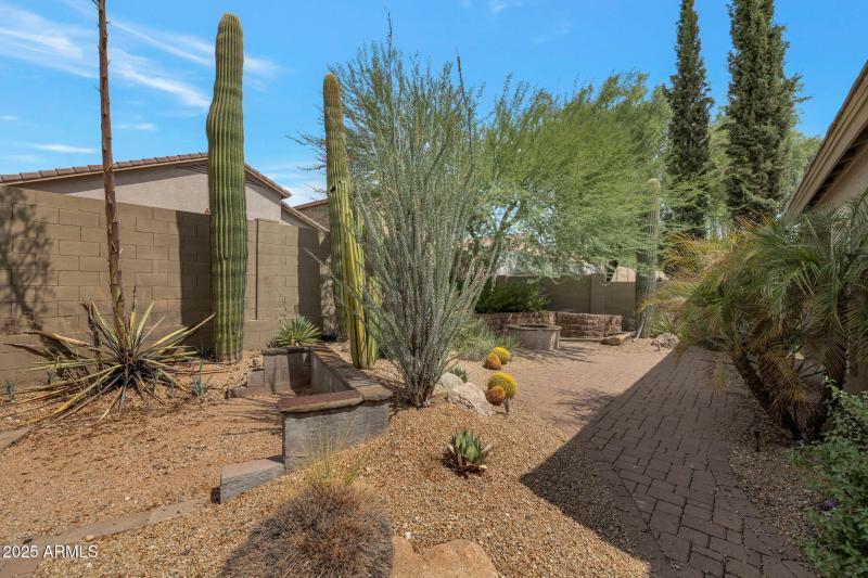 backyard has several large saguaros
