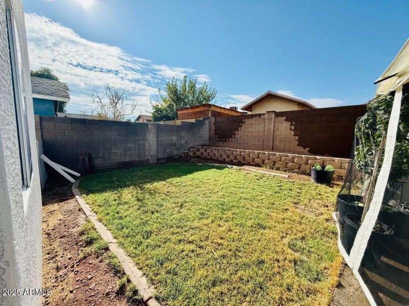 grass backyard