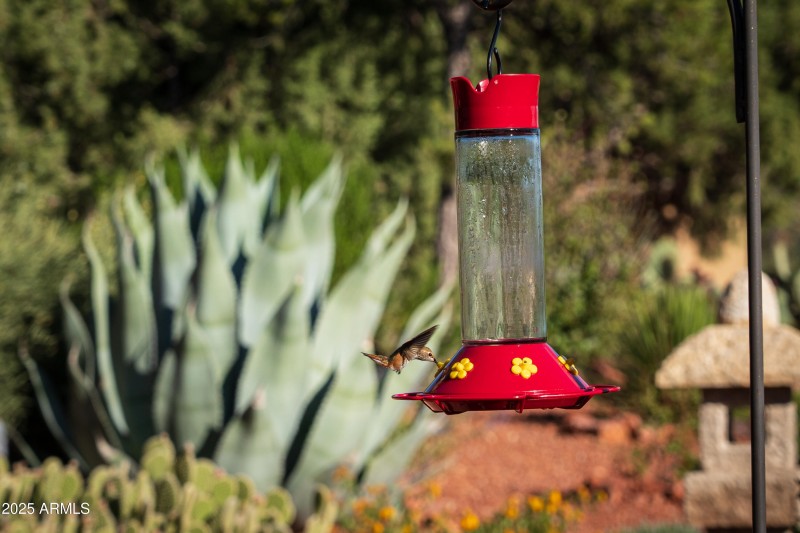 Hummingbirds