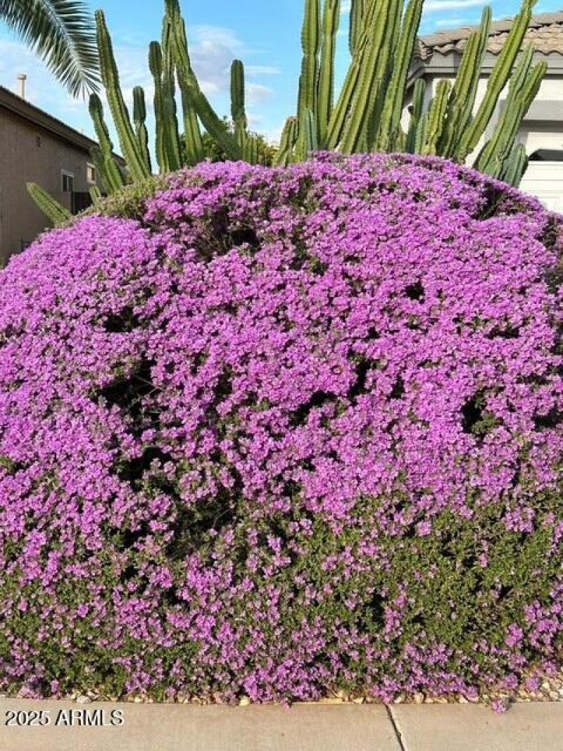 VDJ Flowers