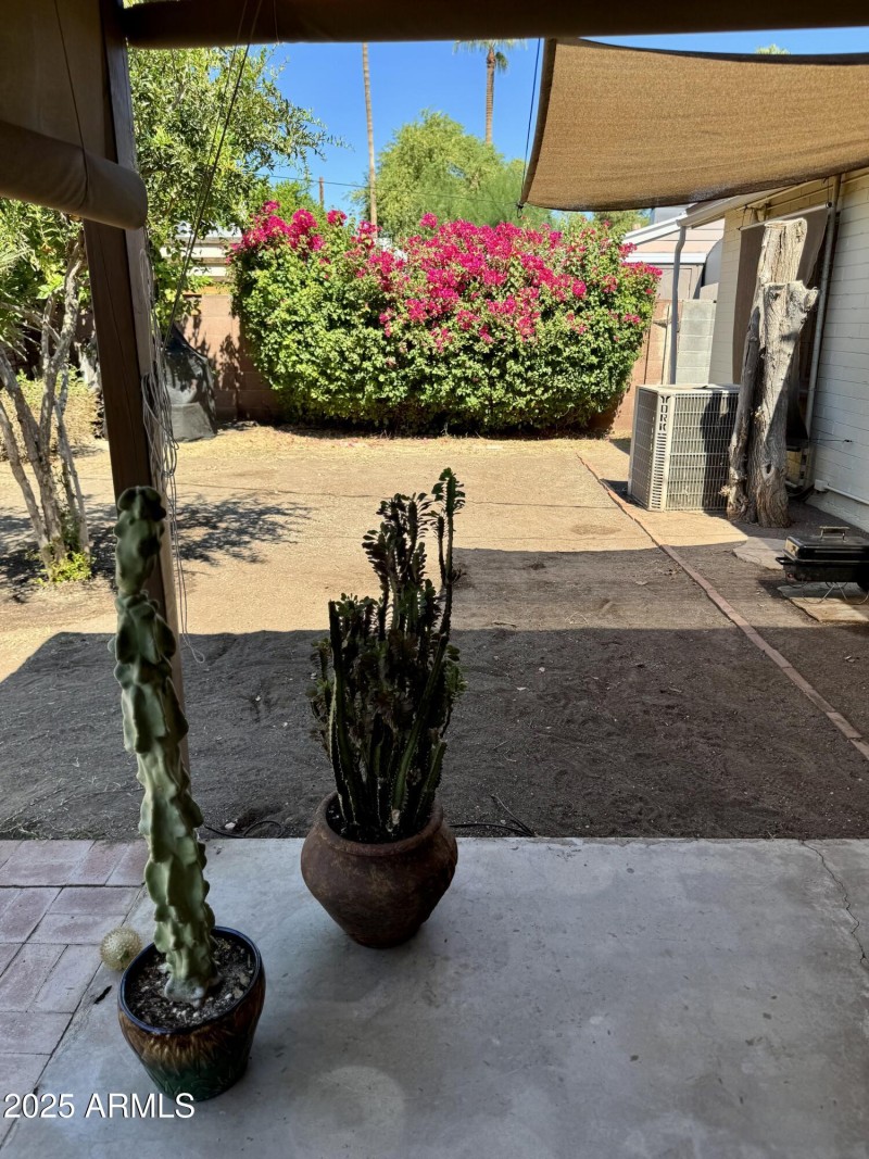 back yard