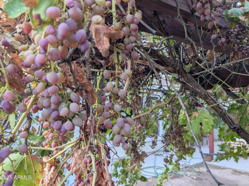 Grapes