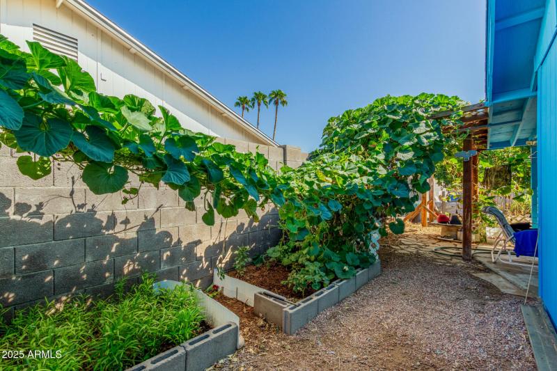 28 - Nopal