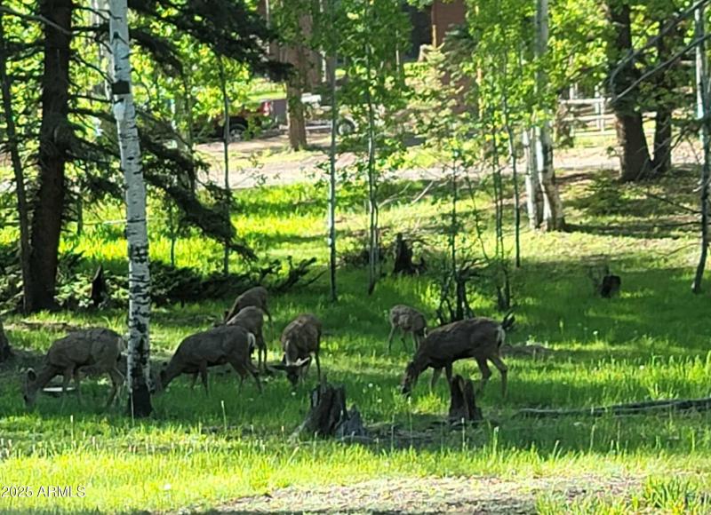 Dear and turkey right out the kitchen wi