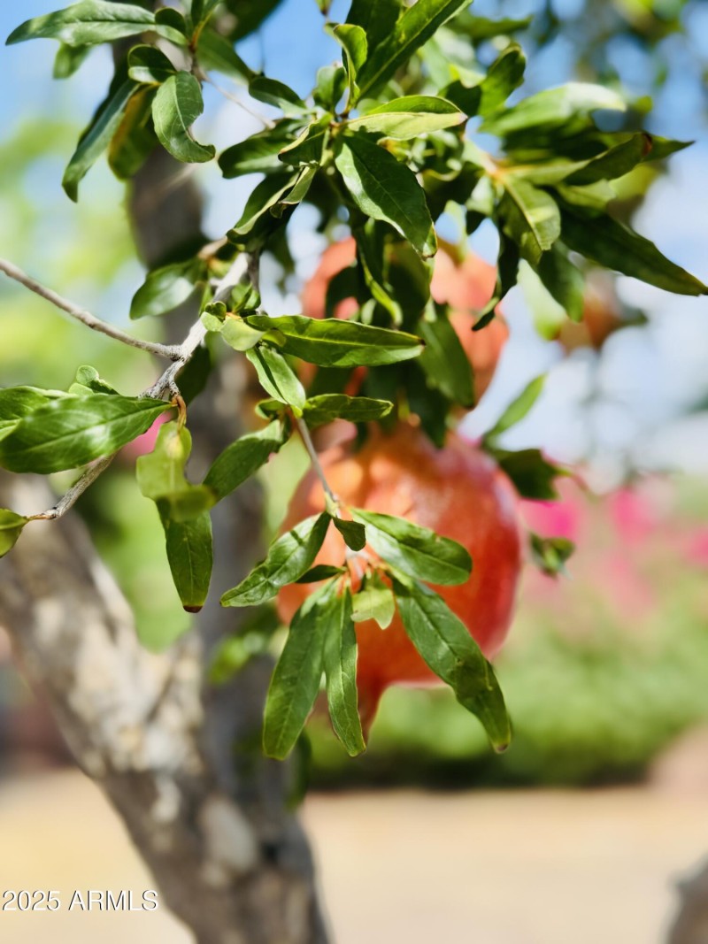 pomegranates