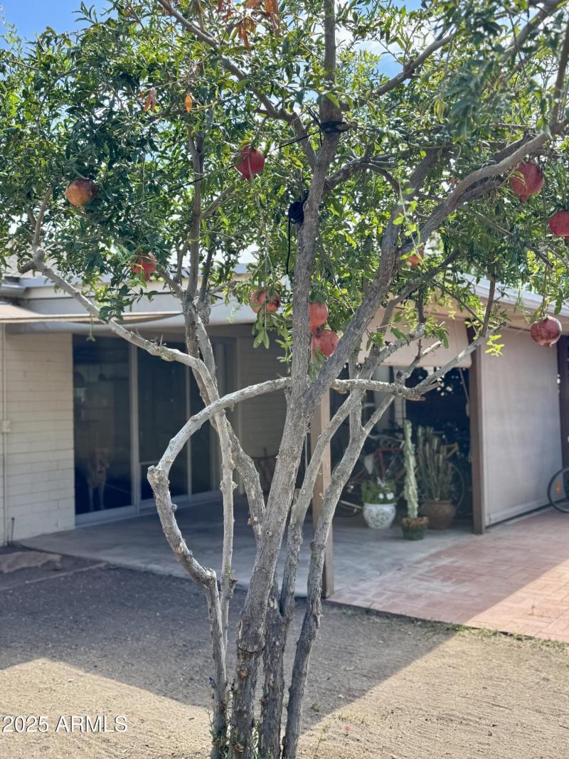 pomegranate tree in back yard