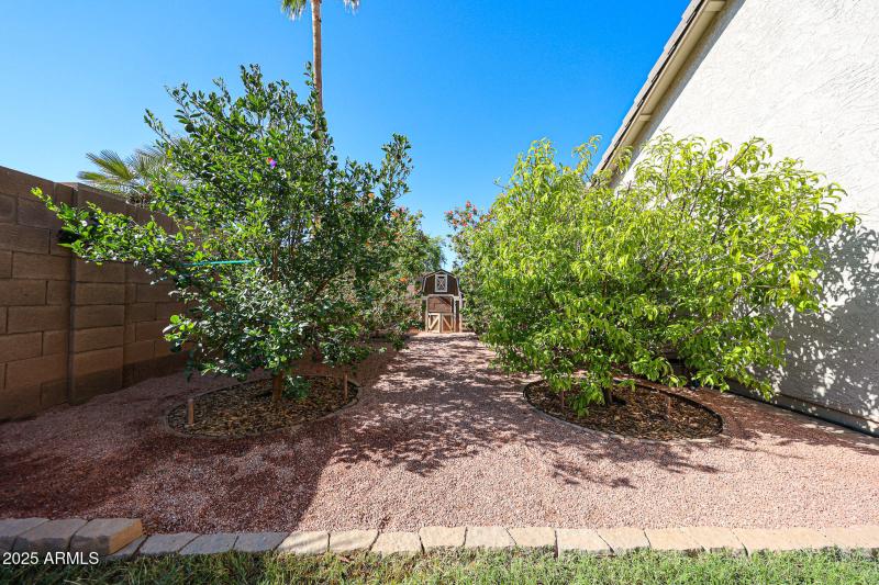 Multiple fruit trees