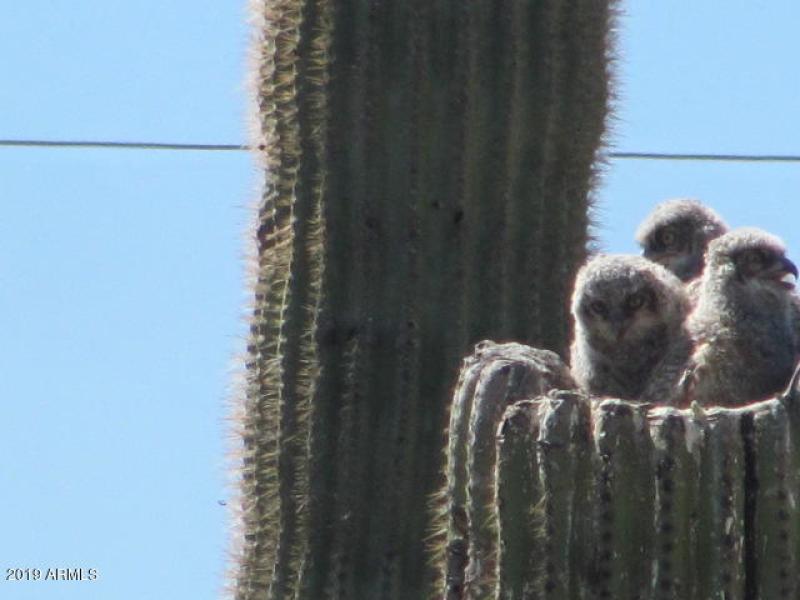 golf and owls 023