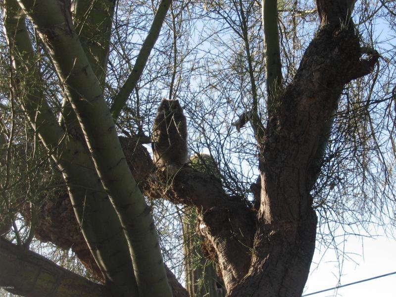 owls 017